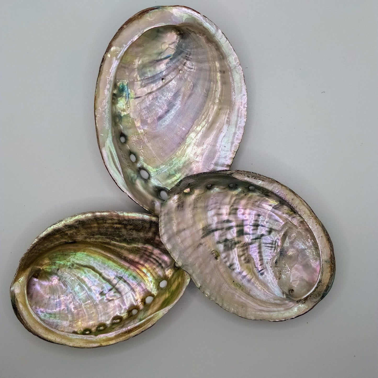 mušle ABALONE